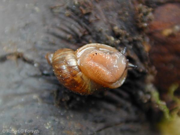 Photo of Novisuccinea strigata by <a href="http://www.mollus.ca/">Robert  Forsyth</a>